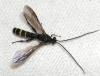 Metopius sp.